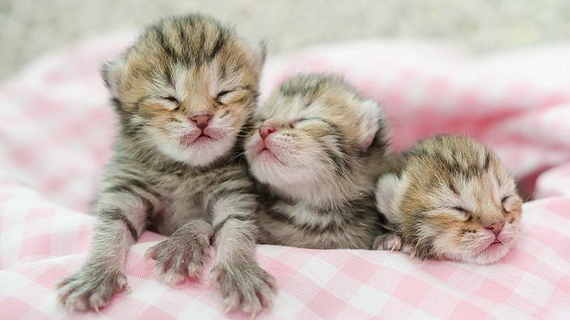 Tres gatitos