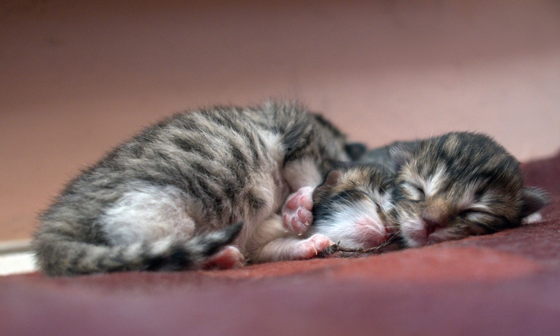 Gatitos crecidos