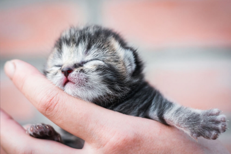 Gatito recién nacido