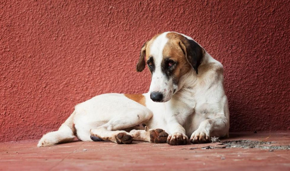 Cómo saber si un perro tiene cólicos y cómo ayudarle
