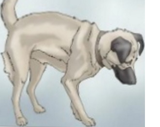 Postura durante los cólicos en perros