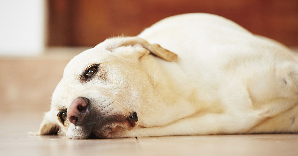 Causas de los cólicos en perros