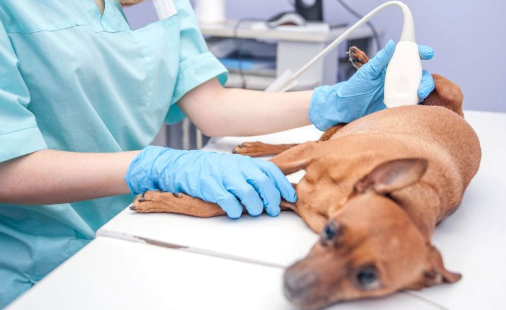Diagnóstico de enfermedades gastrointestinales en perros