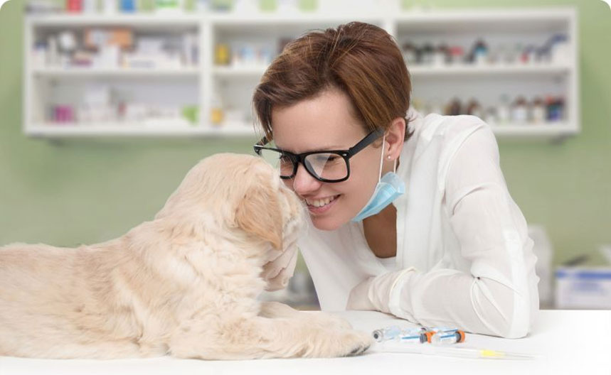 Prevención de los cólicos intestinales en perros
