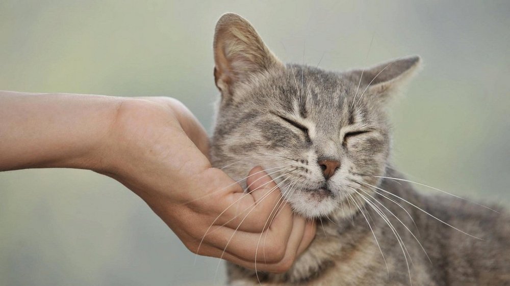 Gato cerca de la mano