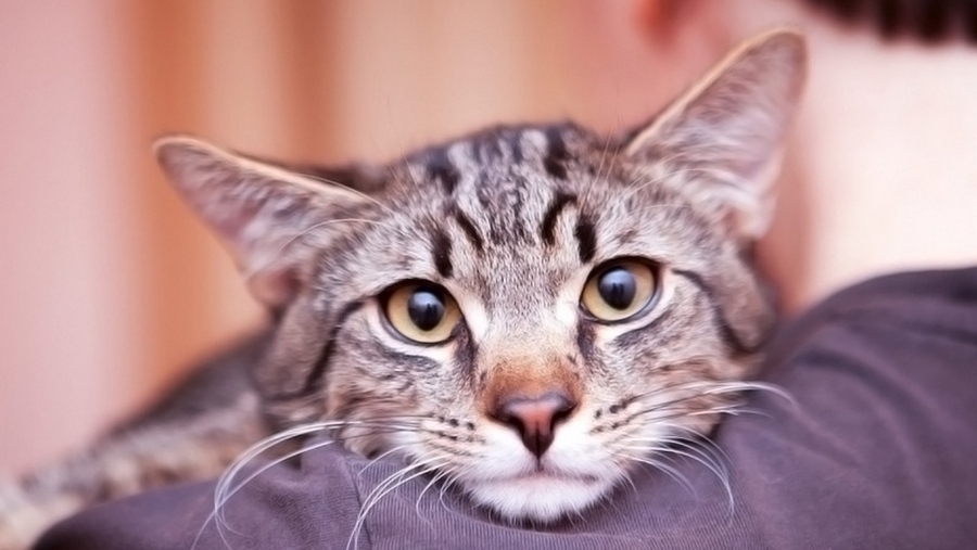Gatito sobre el hombro de una persona