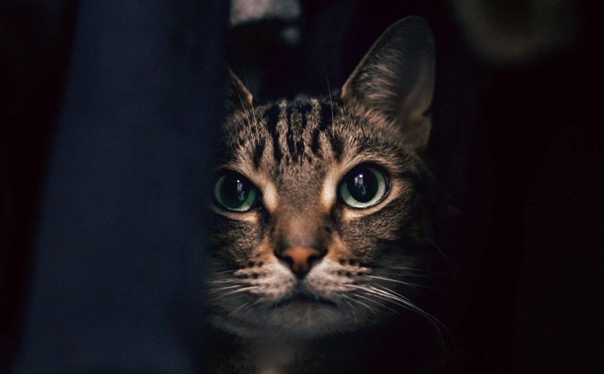 Gato rayado