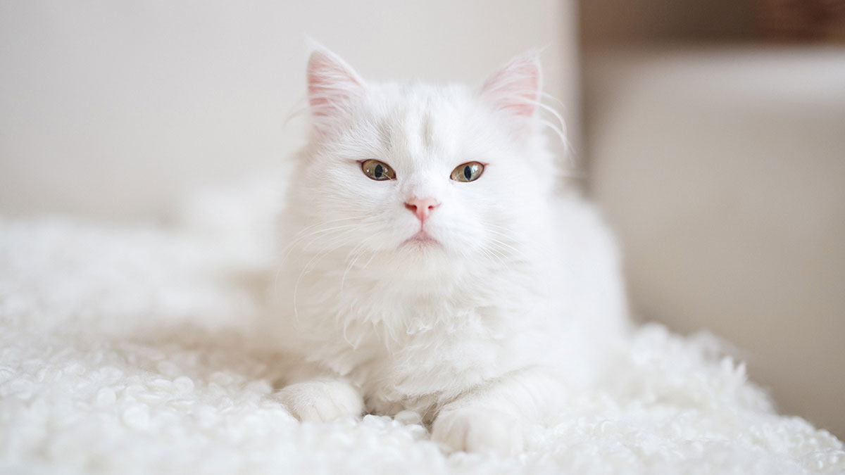 Cómo distinguir un gato blanco de un gato albino