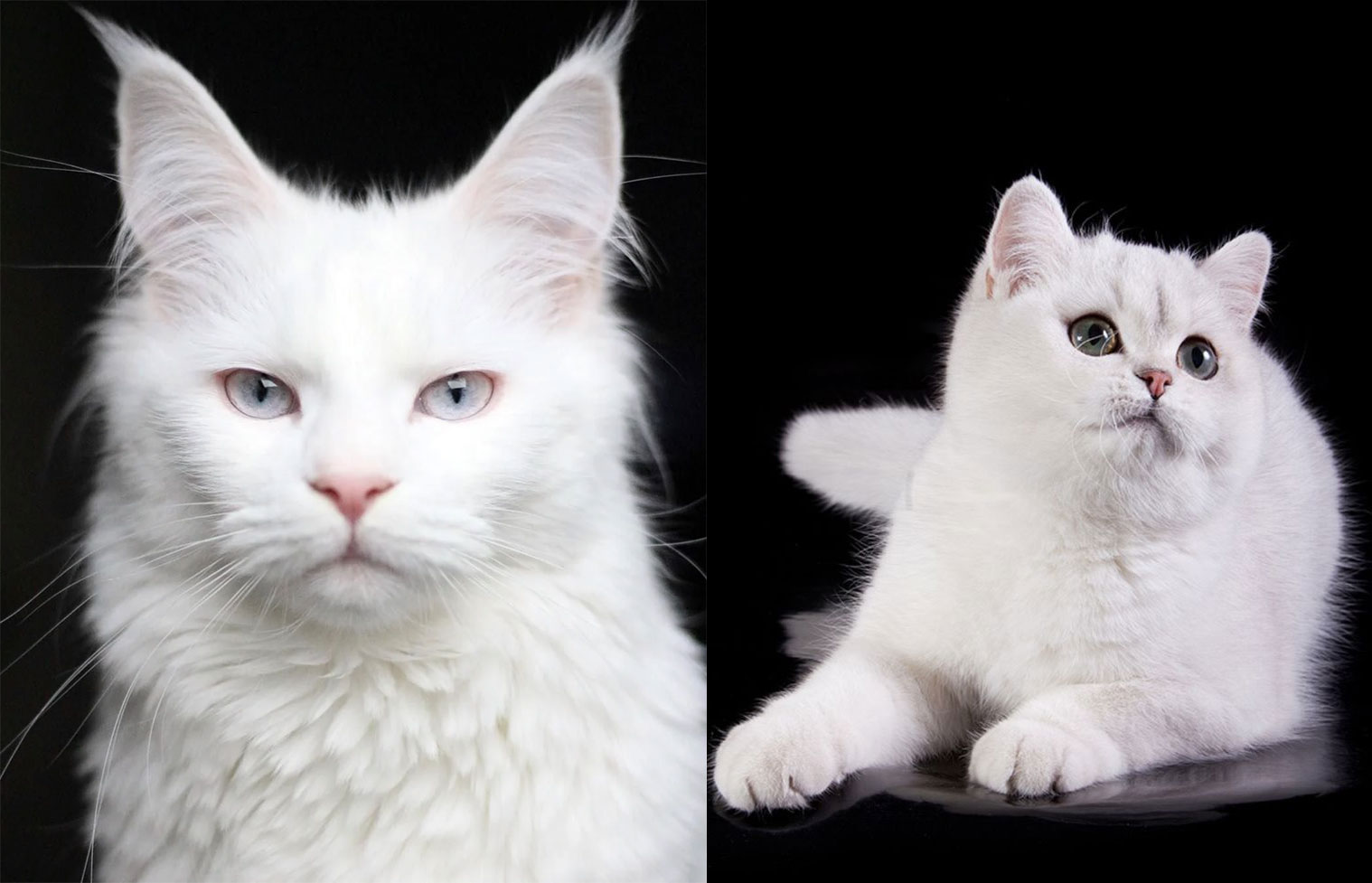 Cómo distinguir un gato albino de uno simplemente blanco