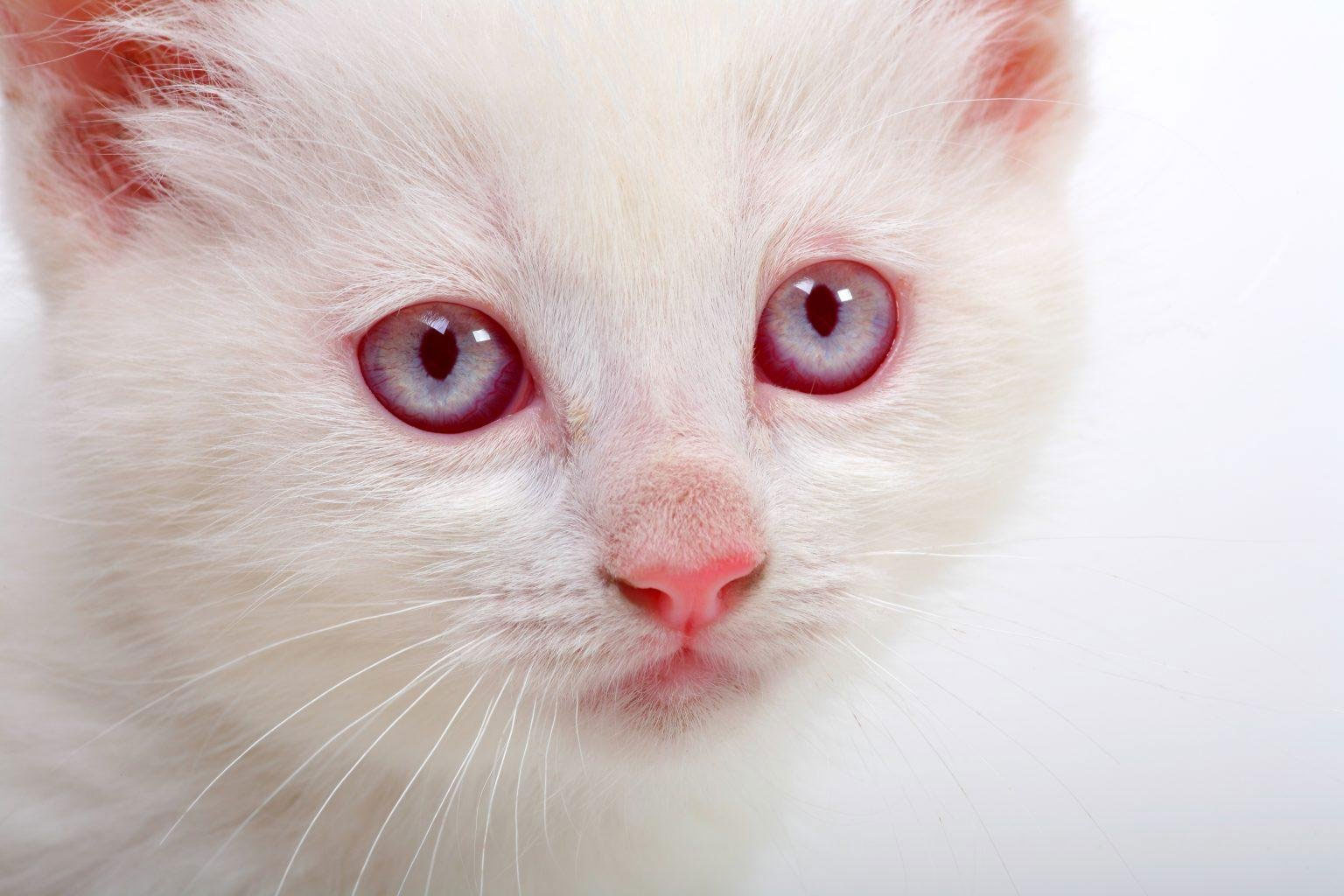 Albinismo completo: signos en gatos