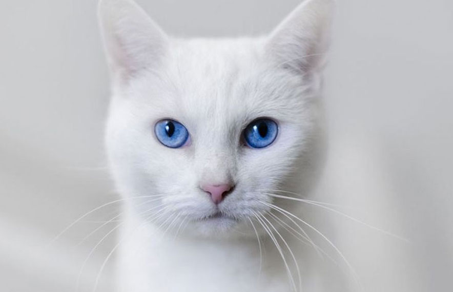 Gato blanco de ojos azules