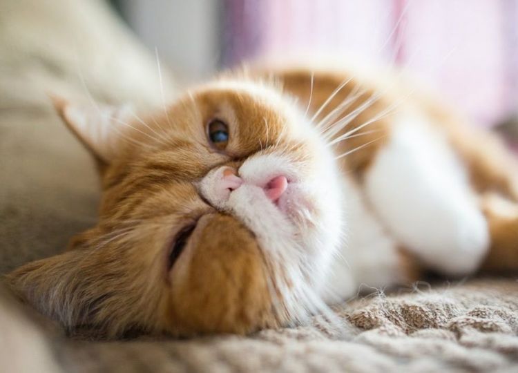 koshki-s-priplyusnutoj-mordoj-poroda-2 Gato de cara chata de raza exótica