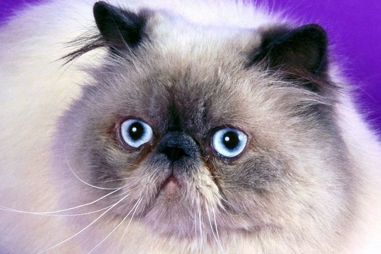 Gato himalayo