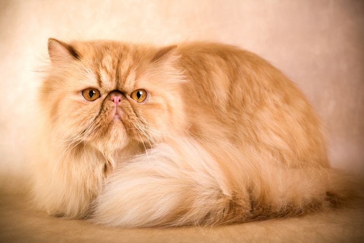 Gato persa de cara chata