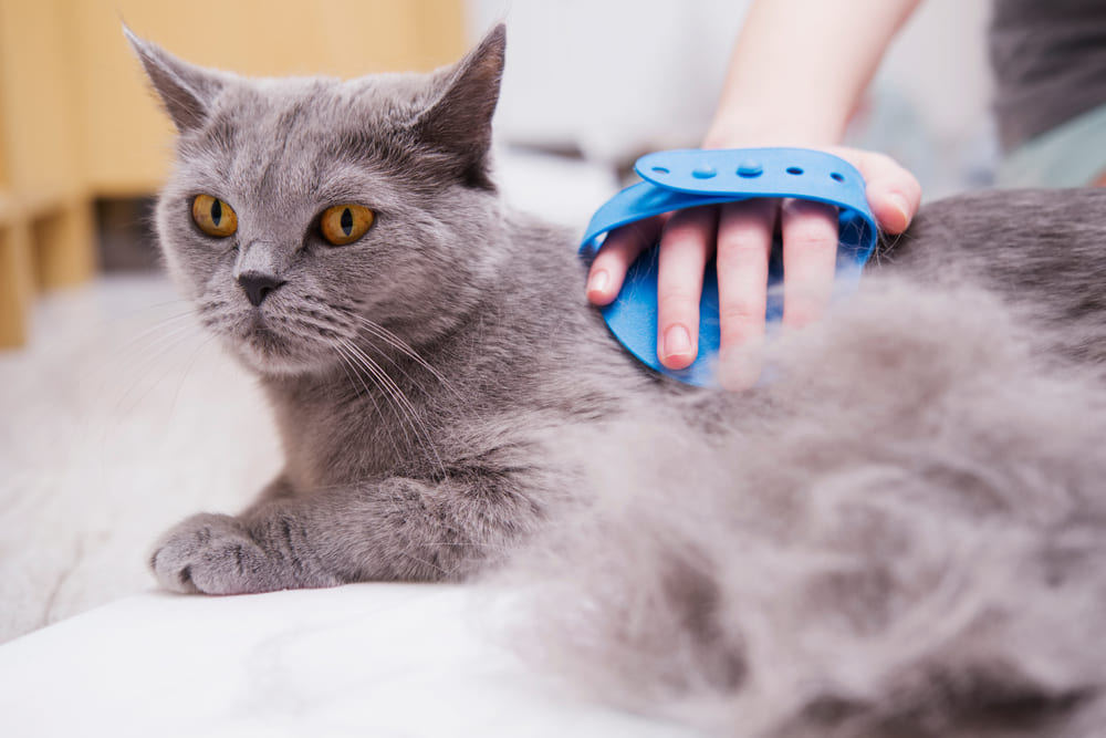Bola de pelo cerca del gato
