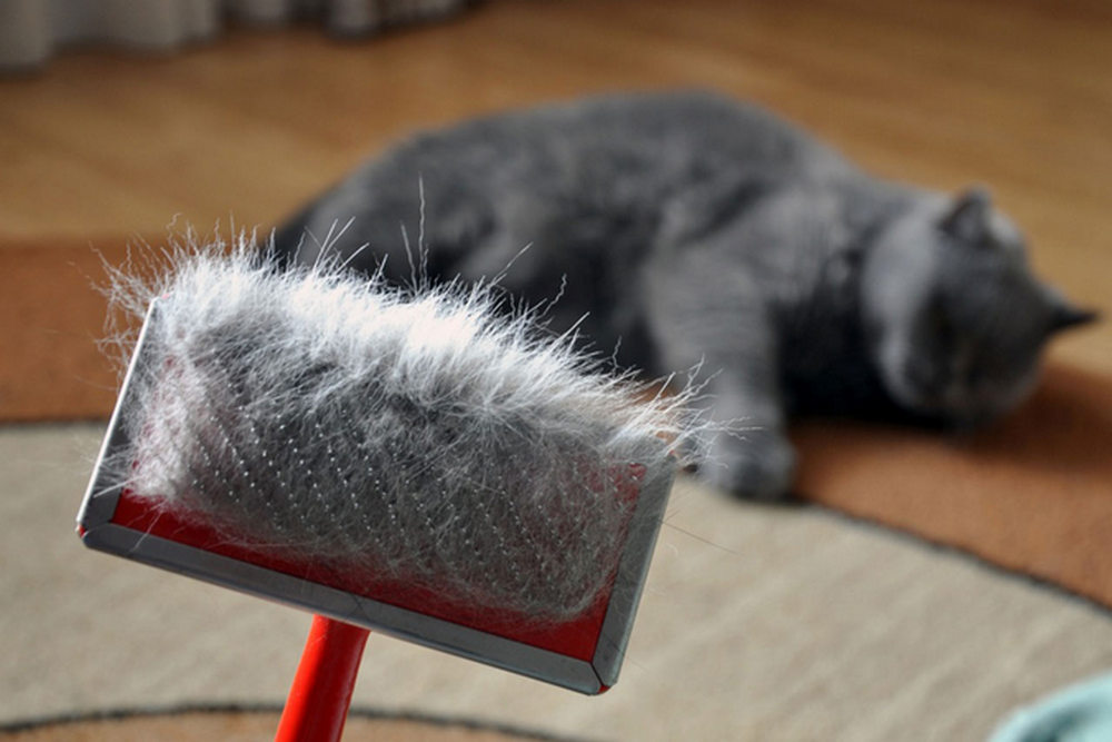Peine para gatos con pelo sobre fondo de gato
