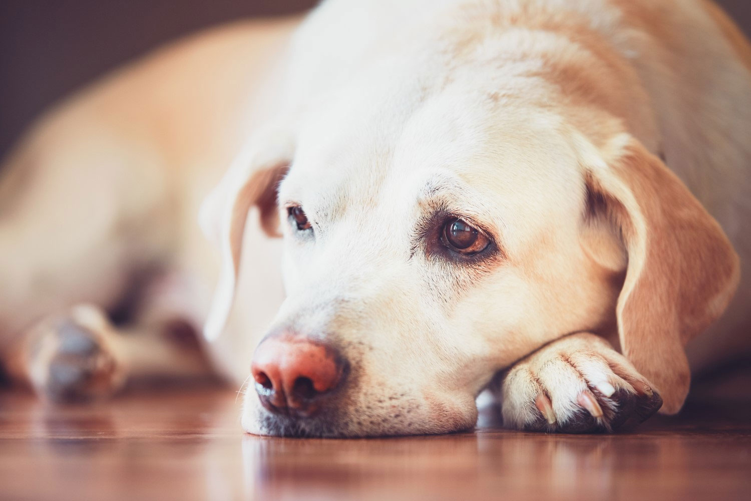 Creatinina elevada en perros: ¿qué es?