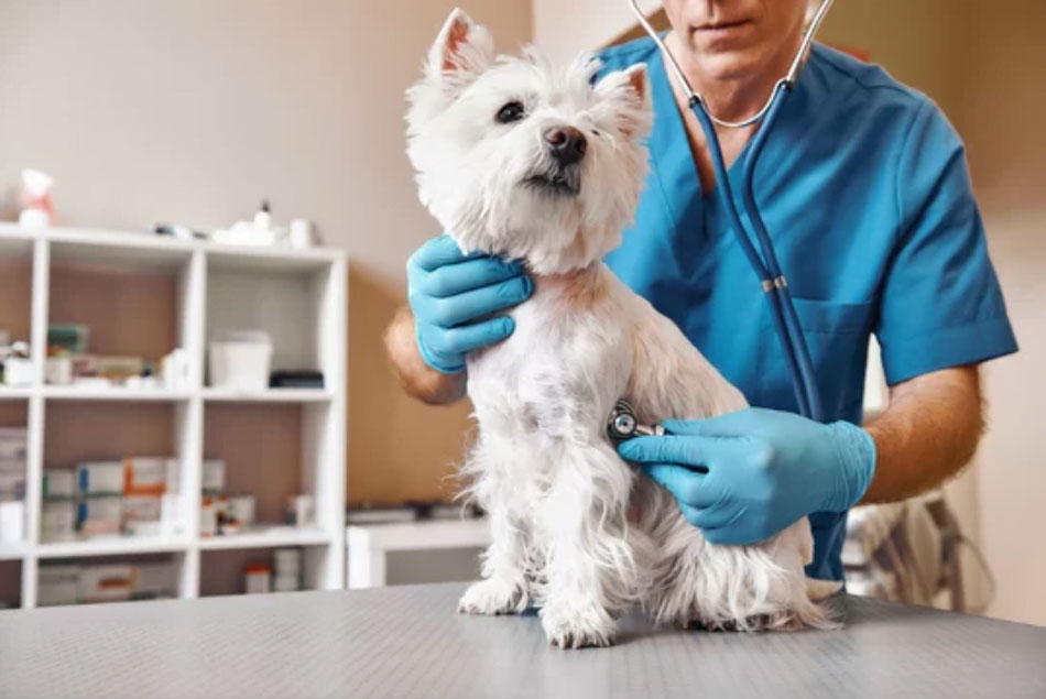 Nivel de creatinina en enfermedades cardíacas en perros
