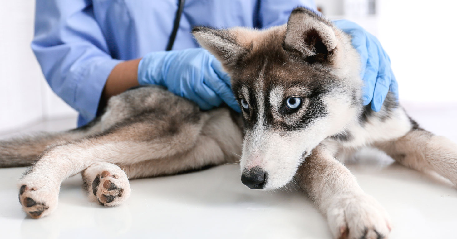 Pérdida de masa muscular y nivel de creatinina en perros