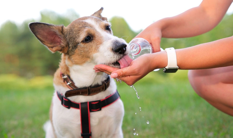 Deshidratación del perro y análisis de creatinina