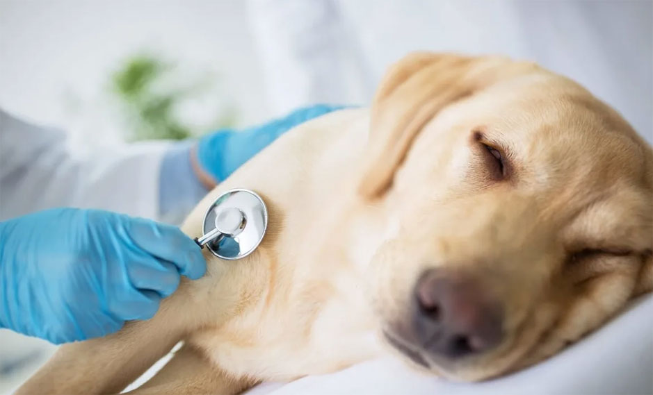 ¿Qué afecta al nivel de creatinina en perros?