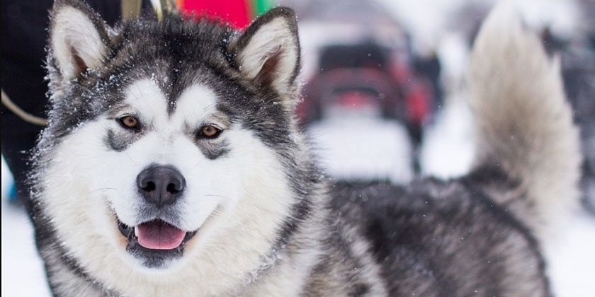 Schnauze des Malamutes