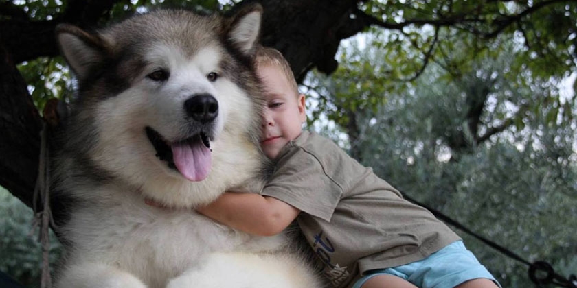 Malamute mit Kind