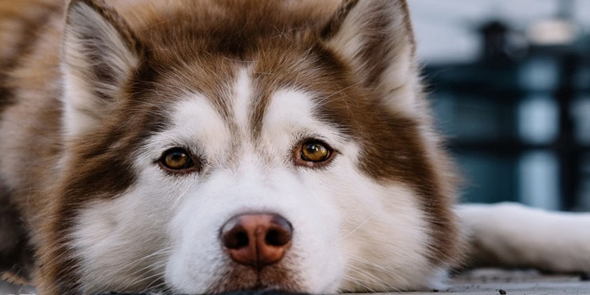 Hund der Rasse Malamute