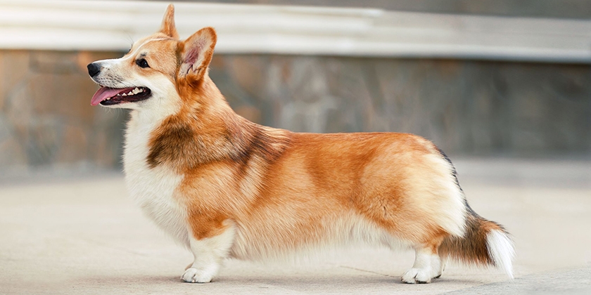 Perro corgi