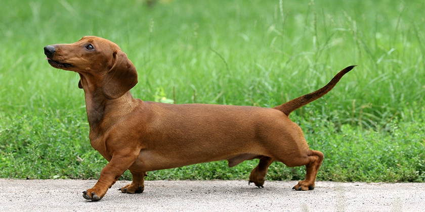 Perro de raza teckel
