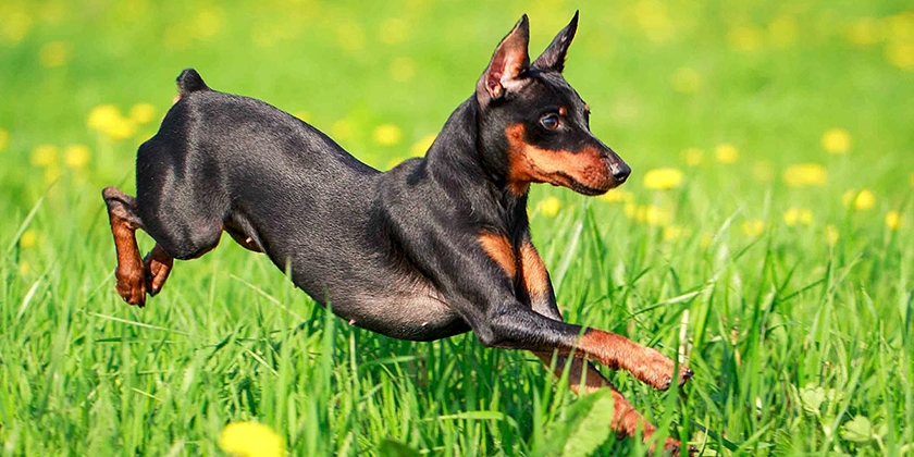 Pinscher miniatura