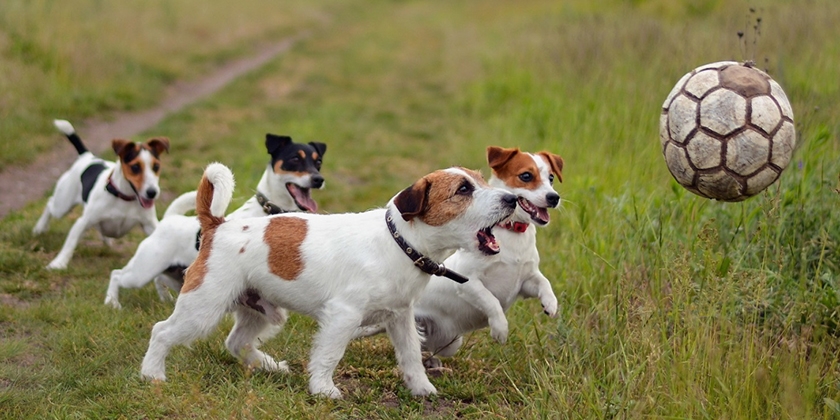 Perros jugando a la pelota
