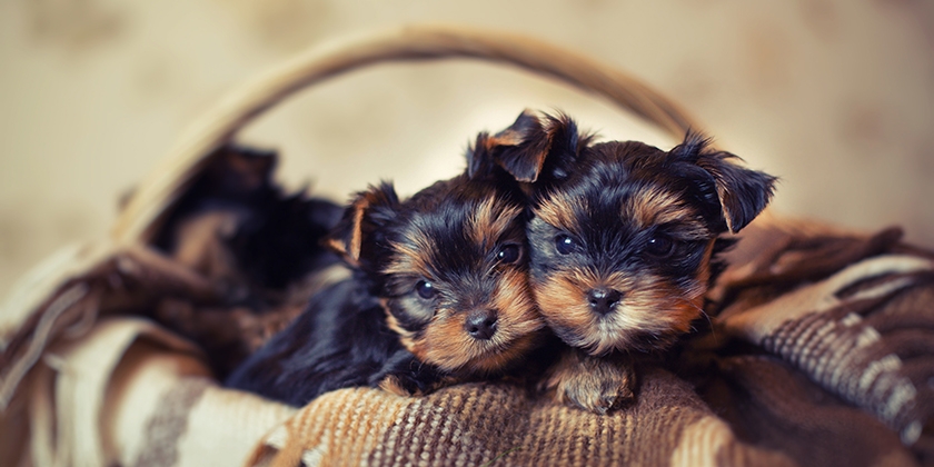 Cachorros de Yorkshire