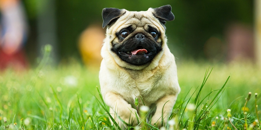 Perro de raza carlino
