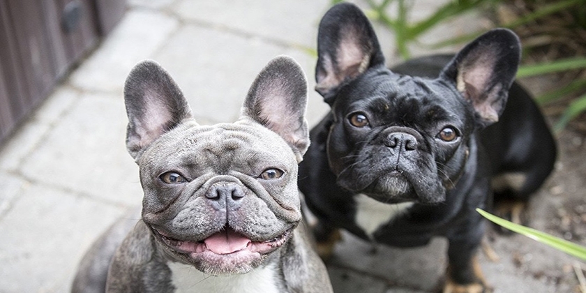 Bulldog francés