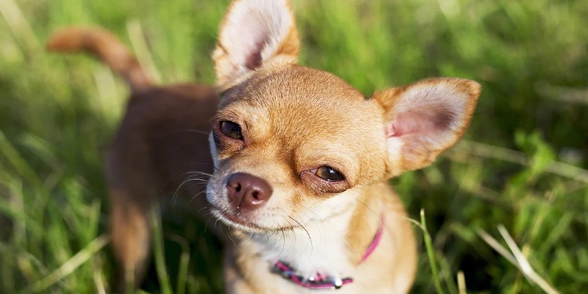 Perro de raza chihuahua