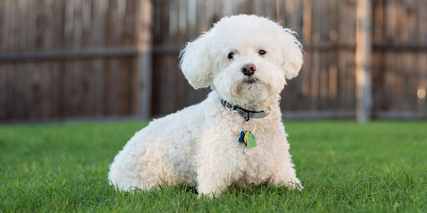 Maltés (Bichón Frisé)