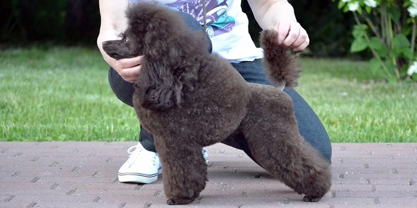 Caniche