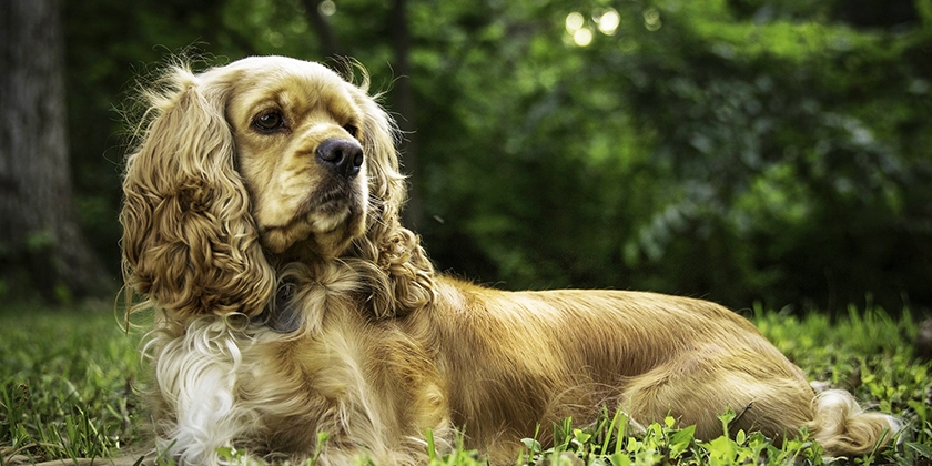 Cocker spaniel en un prado
