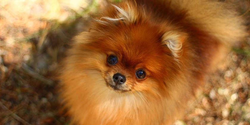 Spitz