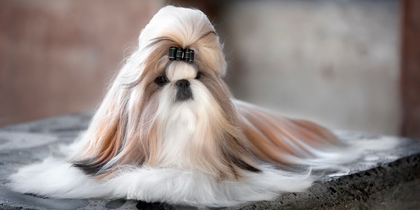 Shih Tzu