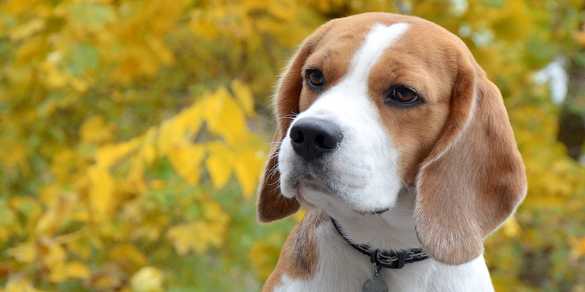 Perro de raza Beagle