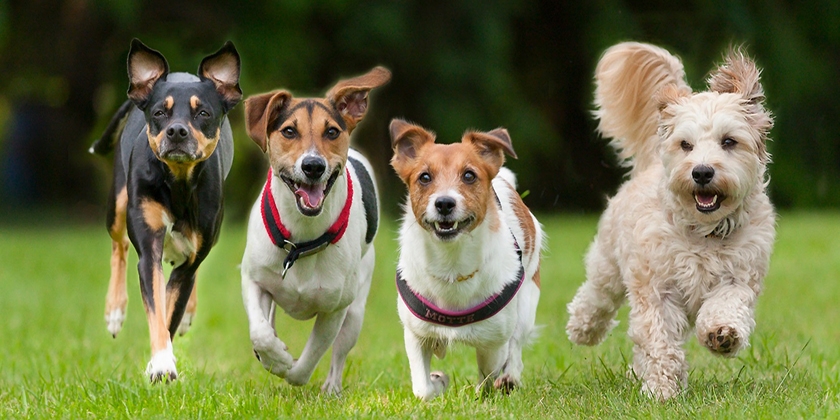 Razas de perros pequeños
