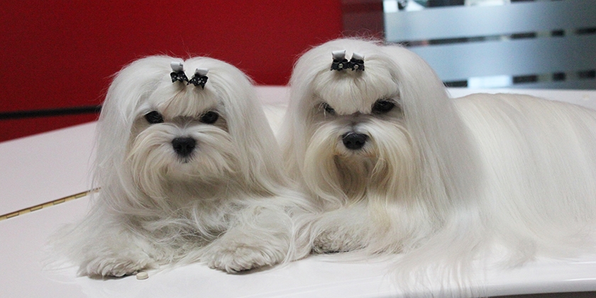 Perros malteses