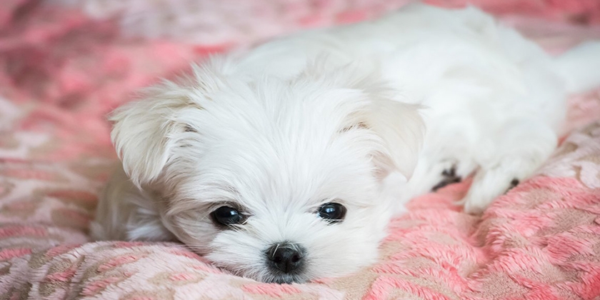 Cachorro de raza maltés