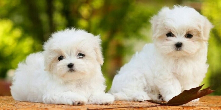 Cachorros de maltés