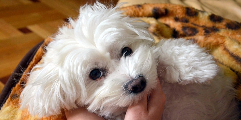 Perro maltés