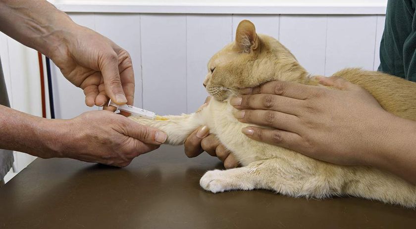 Gato en el médico