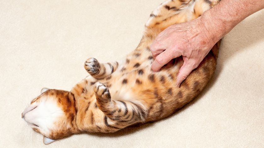 Masaje abdominal en el gato