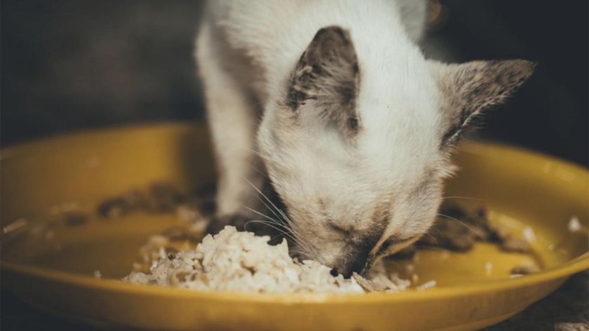 El gato come arroz